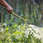 The Importance Of Professional Pest Control In Orange County